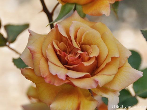 初音月季(图2) 初音月季(图2)