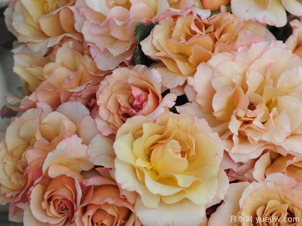 初音月季(图3) 初音月季(图3)