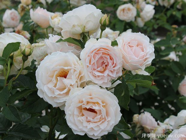 冬日月季/冬天月季(图1) 冬日月季/冬天月季(图1)