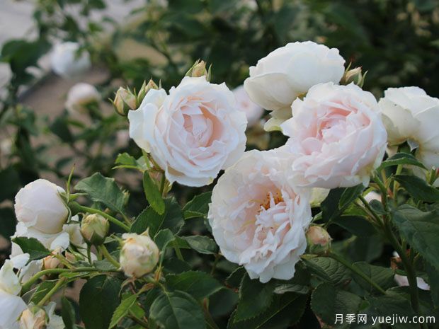 冬日月季/冬天月季(图2) 冬日月季/冬天月季(图2)