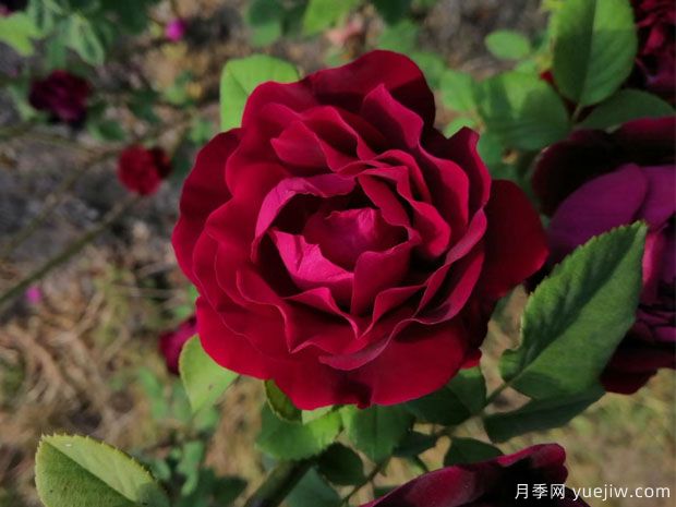 贾博士的纪念月季/纪念阿方斯拉瓦莱埃月季(图1)