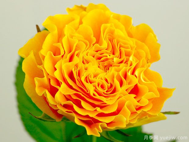 芒果酒吧月季(图1) 芒果酒吧月季(图1)