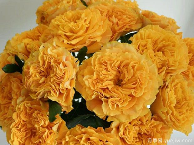 芒果酒吧月季(图2) 芒果酒吧月季(图2)