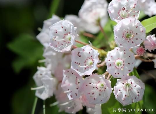 桂花树和山月桂的区别有哪5点?(图2) 桂花树和山月桂的区别有哪5点?(图2)