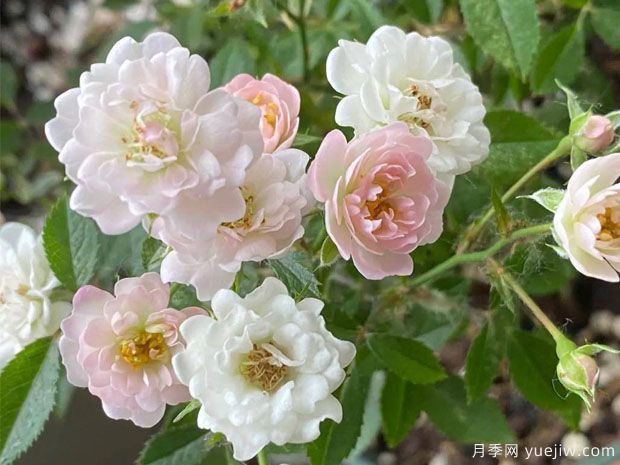 樱花镜月季(图1) 樱花镜月季(图1)