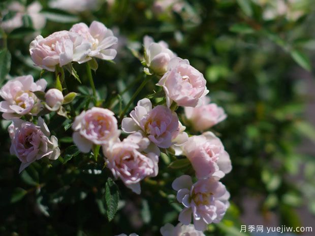 樱花镜月季(图2) 樱花镜月季(图2)