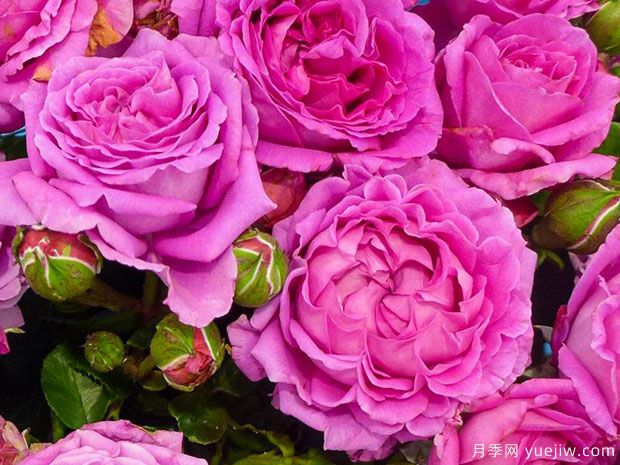 克莱尔马歇尔月季(图1) 克莱尔马歇尔月季(图1)