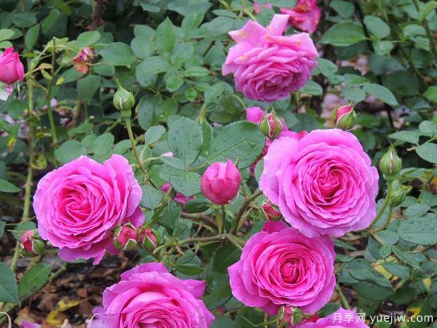 克莱尔马歇尔月季(图2) 克莱尔马歇尔月季(图2)