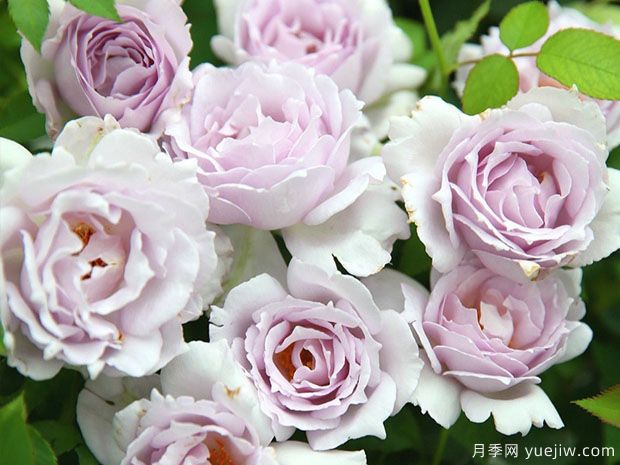 有没有一款月季，颜值高到让你永远也不会淘汰？(图2)