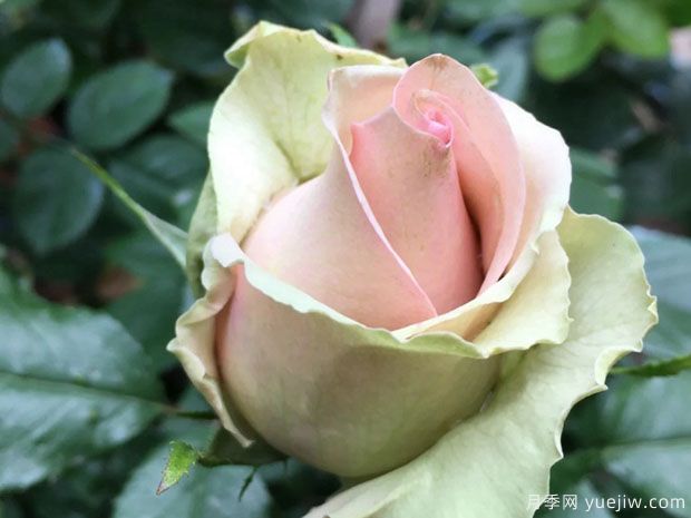 梦境月季(图1) 梦境月季(图1)