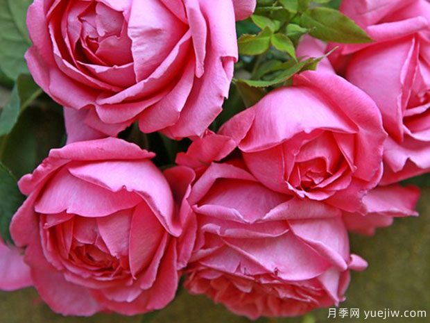 怀旧优雅月季(图1) 怀旧优雅月季(图1)