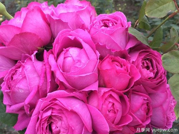 怀旧优雅月季(图3) 怀旧优雅月季(图3)