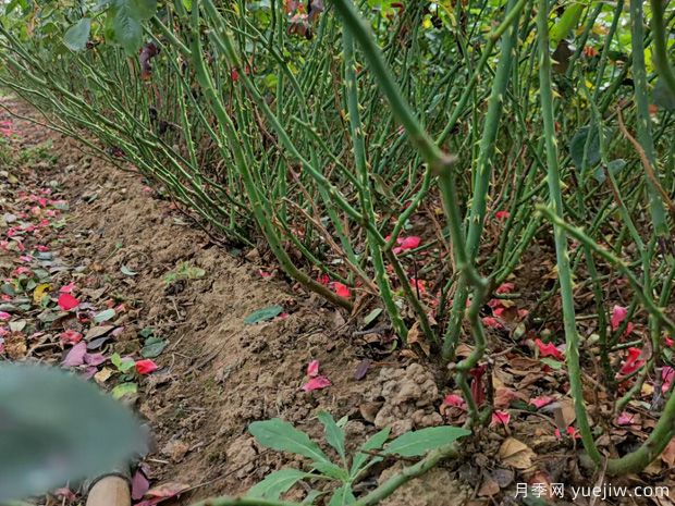 买了月季裸根苗,该如何养护让它成长!(图1) 买了月季裸根苗,该如何养护让它成长!(图1)