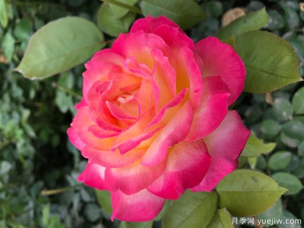 大花月季均价大概多少钱一株?(图2) 大花月季均价大概多少钱一株?(图2)