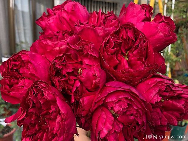 优雅树莓月季(图2) 优雅树莓月季(图2)