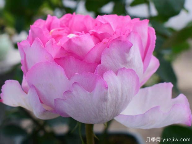 伊芙繁华都市月季(图1) 伊芙繁华都市月季(图1)