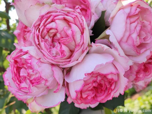 伊芙繁华都市月季(图2) 伊芙繁华都市月季(图2)