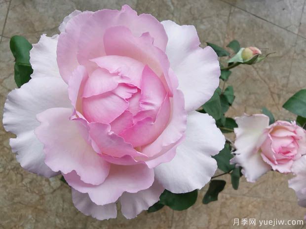 伊芙繁华都市月季(图3) 伊芙繁华都市月季(图3)