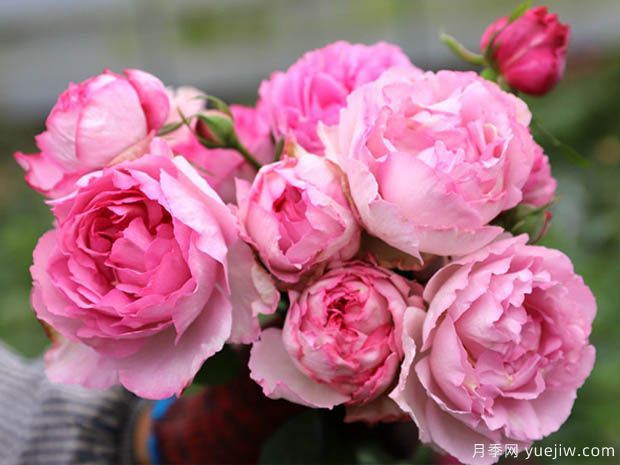 伊芙繁华都市月季(图4) 伊芙繁华都市月季(图4)