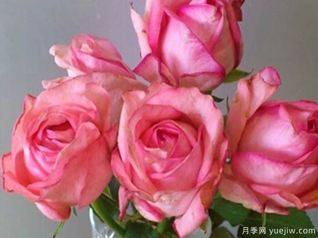 伊芙新娘月季(图3)