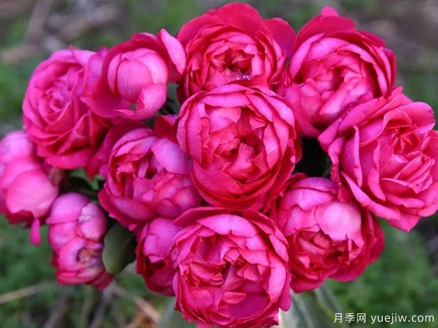 大名鼎鼎的伊芙系列,仅凭香气就闻名月季界(图1) 大名鼎鼎的伊芙系列,仅凭香气就闻名月季界(图1)