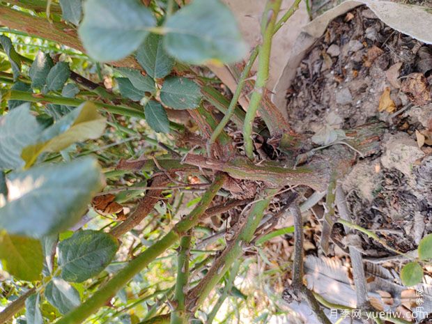 基地多年生5年生欧月盆栽月季大苗出售(图5)