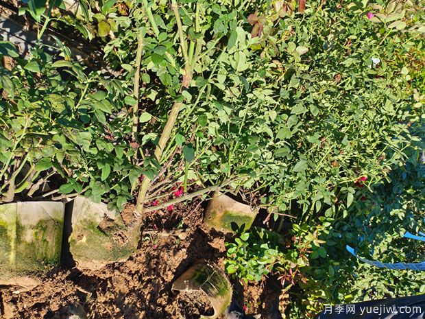 基地多年生5年生欧月盆栽月季大苗出售(图2)