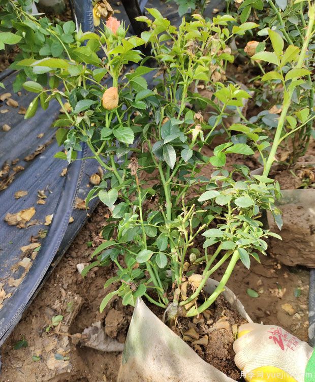 果汁阳台大钵美植袋苗基地批发(图4)