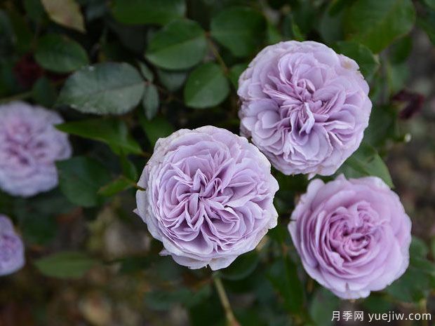 伊利亚特月季(图2) 伊利亚特月季(图2)