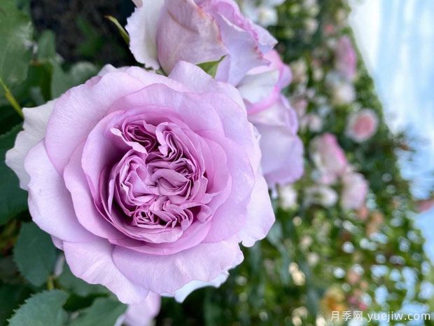 伊利亚特月季(图3) 伊利亚特月季(图3)