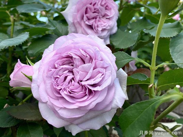 伊利亚特月季(图1) 伊利亚特月季(图1)