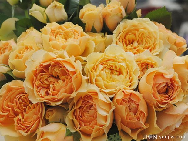 木星王阳台月季King Terrazza Jupiter(图3)