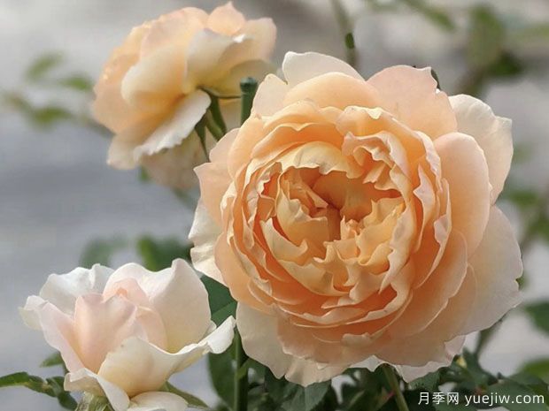 朝日月季/日出月季(图1) 朝日月季/日出月季(图1)