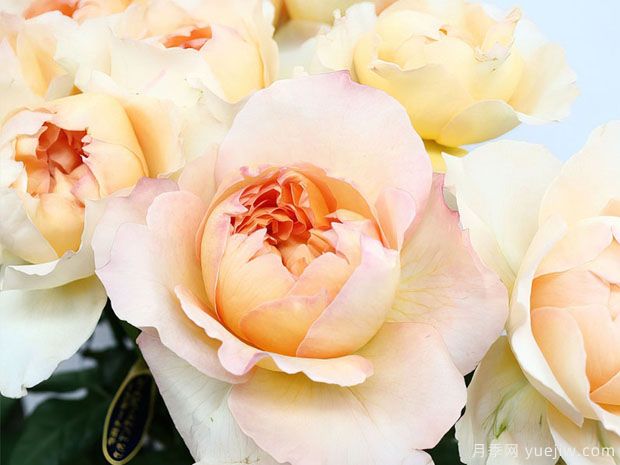 朝日月季/日出月季(图2) 朝日月季/日出月季(图2)