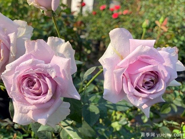 贵族礼光月季(图2)