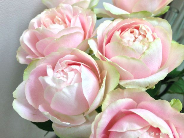 魔果月季/莫科莫科月季(图2) 魔果月季/莫科莫科月季(图2)