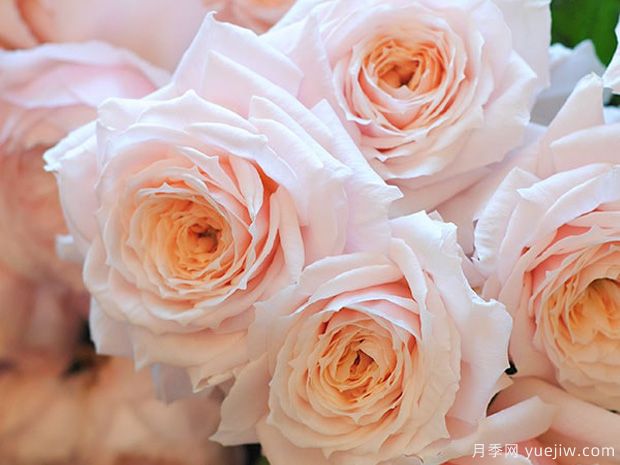 紬轻柔月季/紬月季(图2)