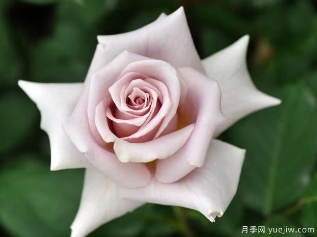 糖衣玫瑰月季/温柔月季(图2) 糖衣玫瑰月季/温柔月季(图2)