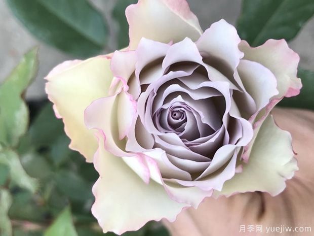 青金石面纱月季(图1) 青金石面纱月季(图1)