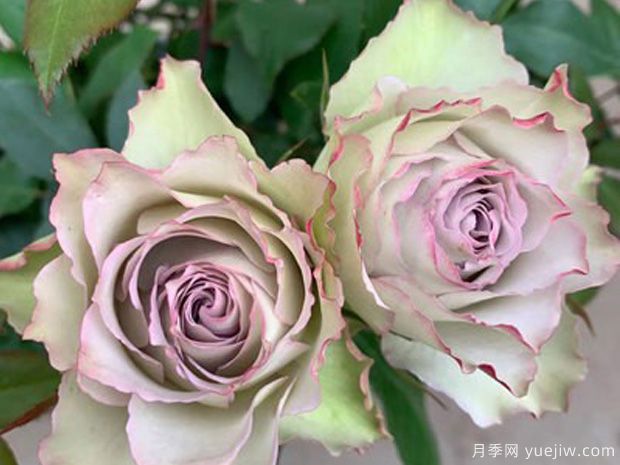 青金石面纱月季(图2) 青金石面纱月季(图3)