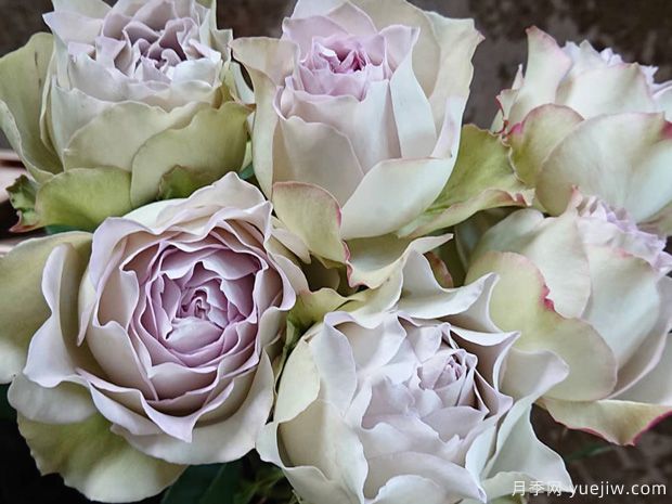 青金石面纱月季(图3) 青金石面纱月季(图4)