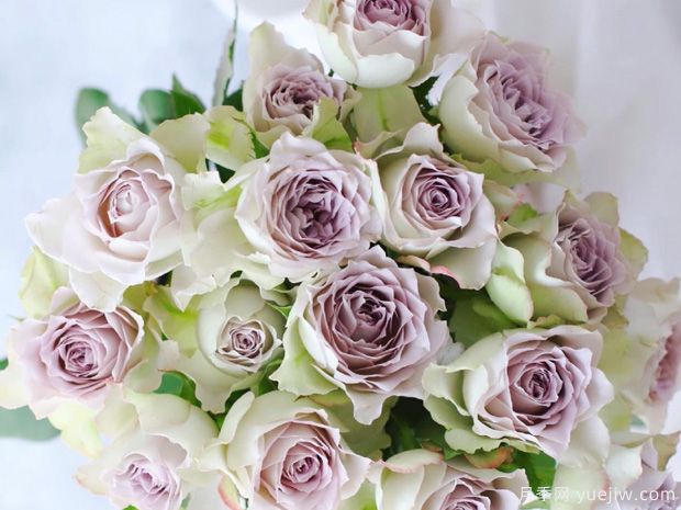 青金石面纱月季(图4) 青金石面纱月季(图2)