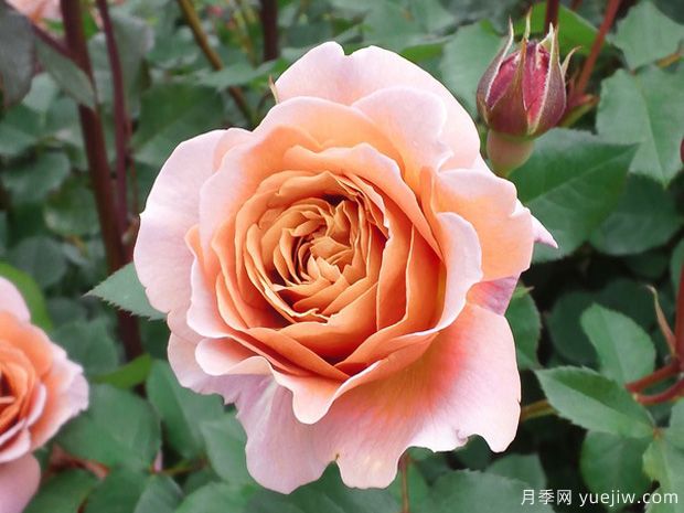 空蝉月季(图1) 空蝉月季(图1)