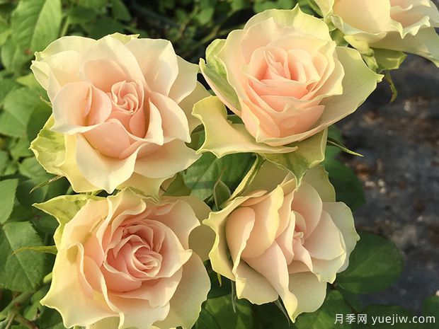 朵蕾月季(图1) 朵蕾月季(图1)