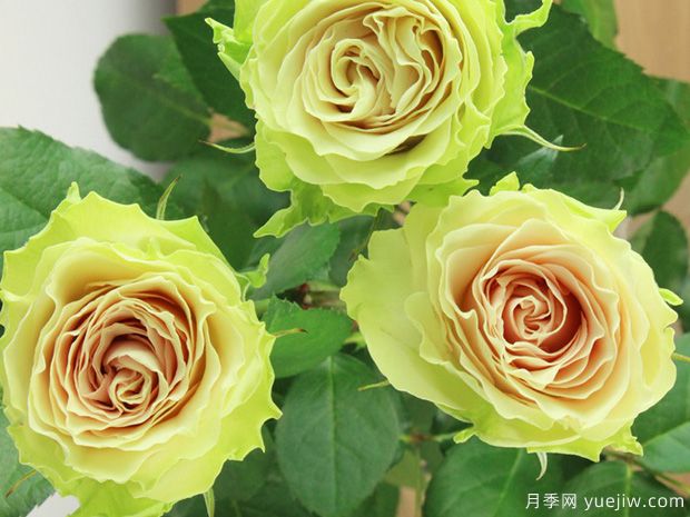 朵蕾月季(图3) 朵蕾月季(图3)