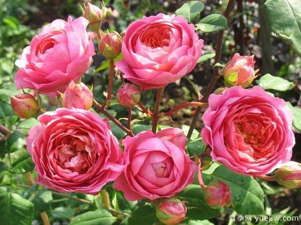 阿芒迪娜夏奈尔月季/香奈儿月季(图2)