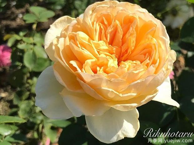 萤火虫之地月季(图1) 萤火虫之地月季(图1)