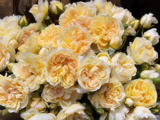 萤火虫之地月季(图2) 萤火虫之地月季(图2)