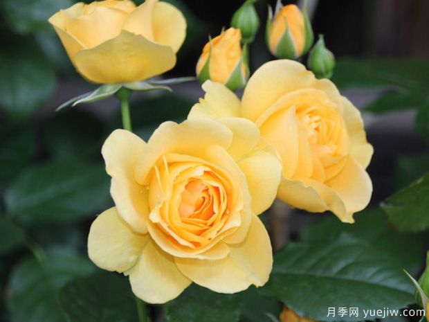 萤火虫之地月季(图3) 萤火虫之地月季(图3)