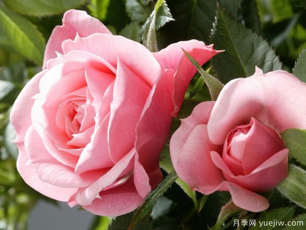 推荐8款宝石月季品种，每一款都优秀，还有浓香超美的(图2)